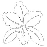 orchid single